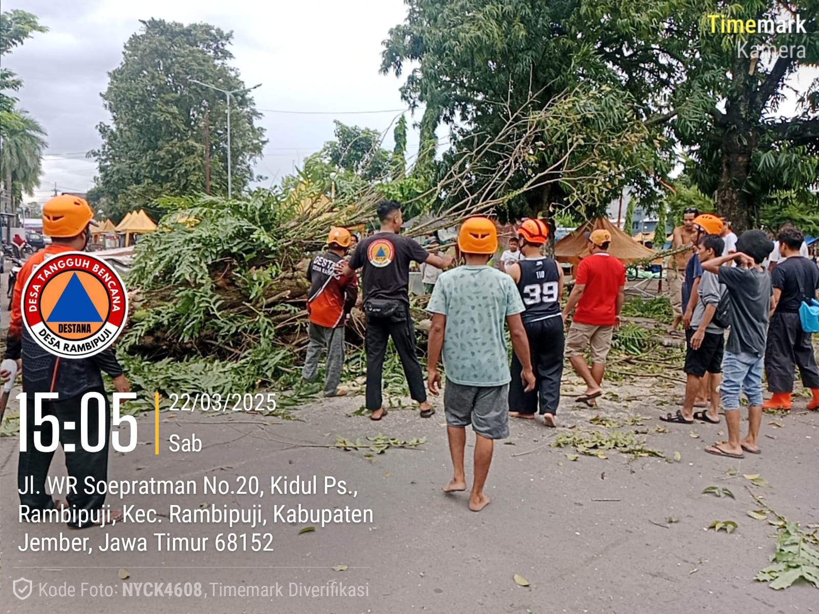 DESTANA DESA RAMBIPUJI MELAKUKAN PENANGANAN POHON ANGSANA TUMBANG, MENUTUPI JALAN MENIMPA KIOS PEDAGANG PECI