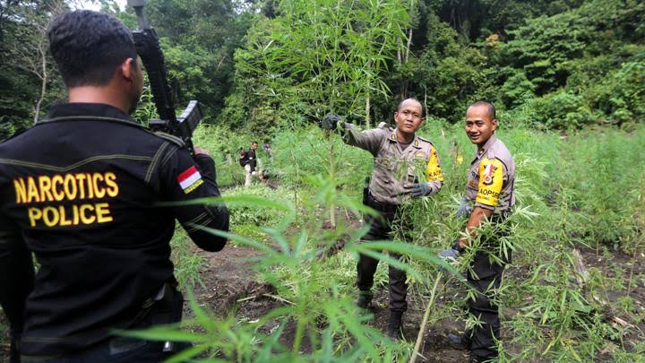 Ladang Ganja di Lereng Bromo: Siapa yang Nge-fly, Rakyat atau Hukum?