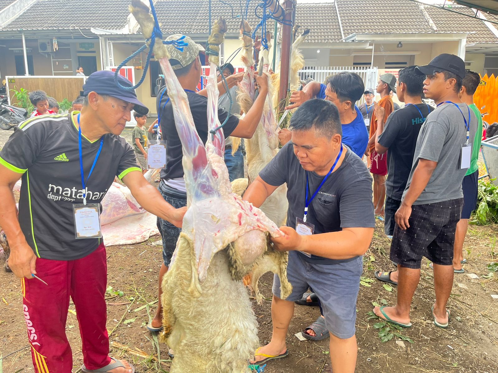 GARÈNG PETRUK NEWS “Qurban di Argopuro Indah: Sapi Satu, Kambing Banyak, Wargane Kompak, Hatinya Lapang!”
