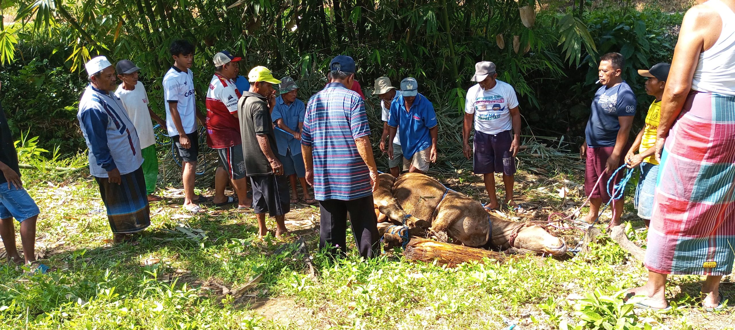 GarengPetruk.com — Edisi Idul Adha Gaya Kemuningsari: Antara Sapi, Sholat, dan Syukur  Judul: Tiga Sekaligus! Warga Kemuningsari Lor Gaspol Ibadah: Sholat Ied, Jumat, dan Nyembelih Sapi di Hari yang Sama!