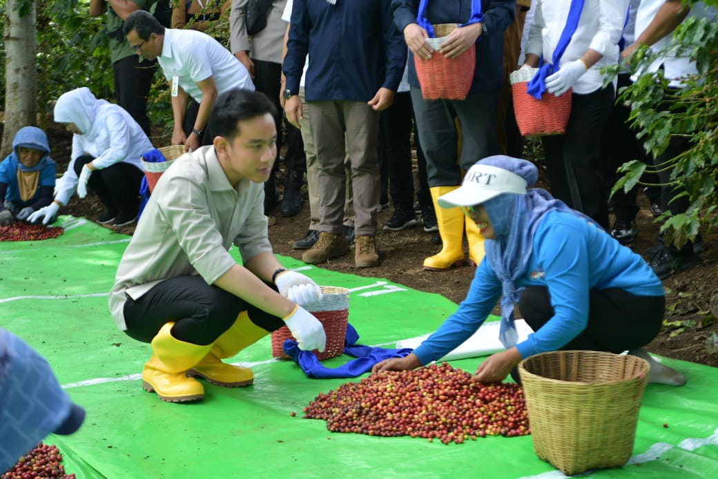 Panen Raya Kopi Ijen: Wapres Gibran Petik Kopi, Petani Petik Harapan (dan Upah Rp2.000/kg)